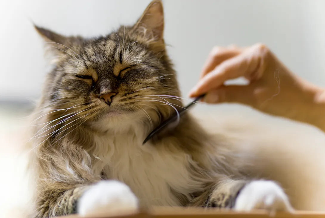 Should You Groom Your Cat?